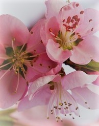 Seifenduftöl, Pfirsichblüte